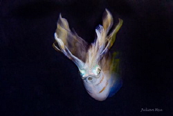 Bigfin reef squid by Julian Hsu 